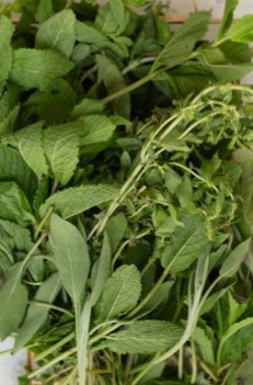 Bouquet de menthe fraîche et herbes du Rif pour infusion et thé berbère artisanaux